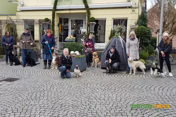 Stadttraining Hundeschule Hundeblick