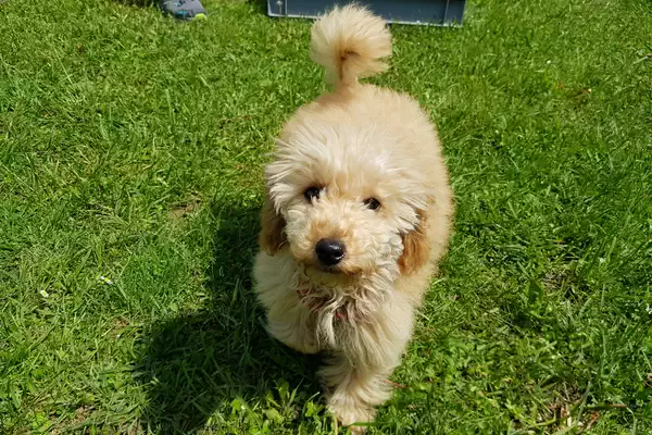 Welpenschule in 86678 Ehingen