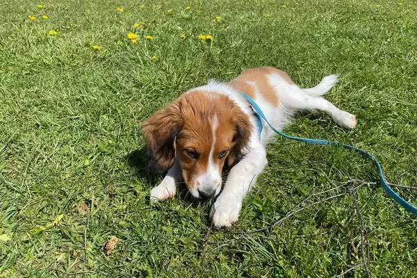 Welpenschule Hundeschule Hundeblick
